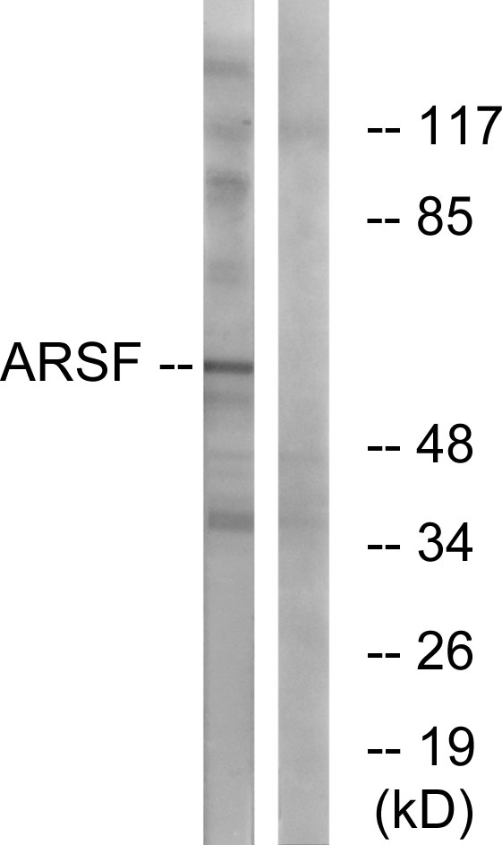 Anti-ARSF Antibody