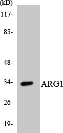 Anti-ARG1 Antibody