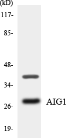 Anti-AIG1 Antibody