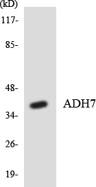 Anti-ADH7 Antibody