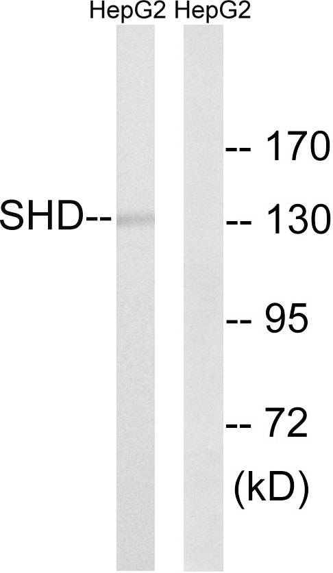 Anti-SHD Antibody