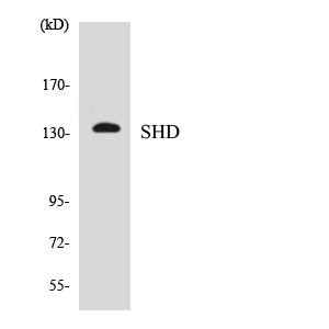Anti-SHD Antibody