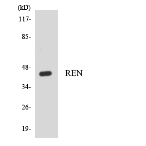 Anti-REN Antibody