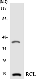 Anti-RCL Antibody
