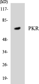 Anti-PKR Antibody