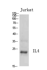 Anti-IL4 Antibody