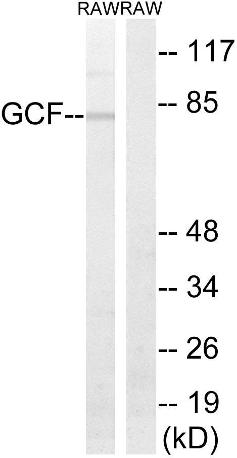 Anti-GCF Antibody