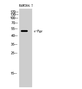 Anti-FGR Antibody Anti-FGR Antibody