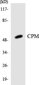 Anti-CPM Antibody