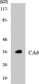 Anti-CA6 Antibody