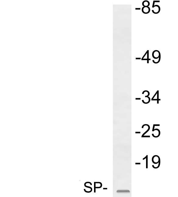 Anti-SP Antibody