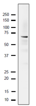 Anti-Rfa1 Antibody