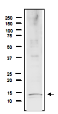 Anti-Rfa3 Antibody