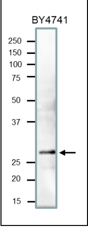 Anti-PCNA Antibody