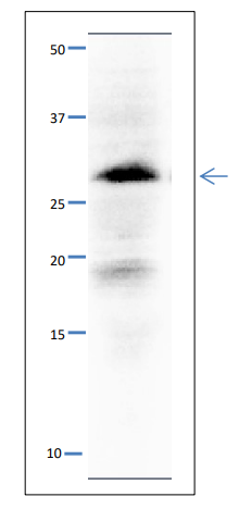 Anti-SLD5 Antibody