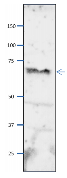 Anti-Orc2 Antibody