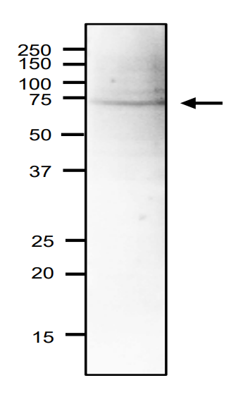 Anti-CDC45 Antibody