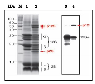 Anti-2S Globulin Antibody