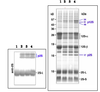 Anti-2S3 Albumin Antibody
