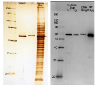 Anti-Diphtheria Toxin Antibody