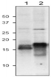 Anti-Ferredoxin Antibody
