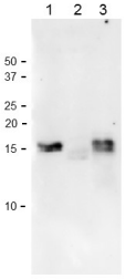 Anti-Ferredoxin-1 Antibody