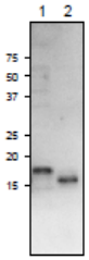 Anti-Ferredoxin-3 Antibody