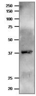 Anti-Ferredoxin-NADP reductase Antibody