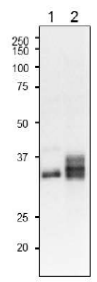 Anti-Leaf FNR3 Antibody