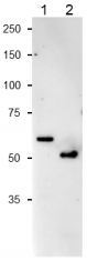 Anti-NiR Antibody