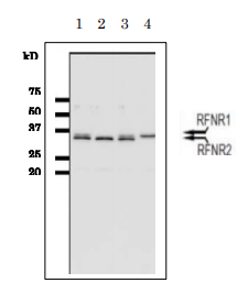 Anti-Root FNR Antibody