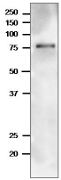 Anti-TGG1 Antibody