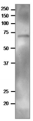 Anti-TGG2 Antibody