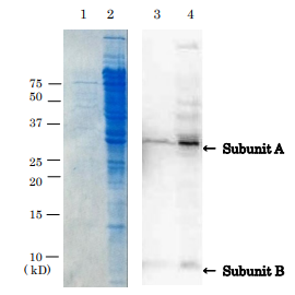 Anti-Verotoxin + Shiga Toxin Antibody