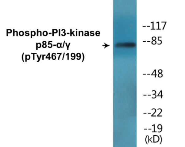 PI3-kinasep85 alpha + Gamma (phospho Tyr467 + Tyr199) Cell Based ELISA Kit