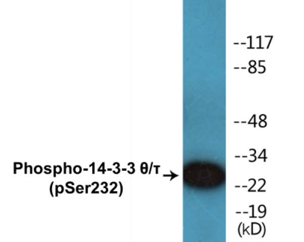 14-3-3 theta + tau (phospho Ser232) Cell Based ELISA Kit