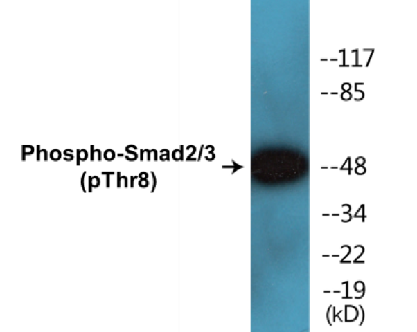 Smad2 + 3 (phospho Thr8) Cell Based ELISA Kit