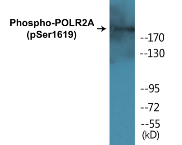 POLR2A (phospho Ser1619) Cell Based ELISA Kit