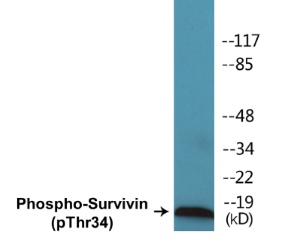 Survivin (phospho Thr34) Cell Based ELISA Kit