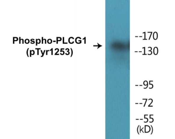 PLCG1 (phospho Tyr1253) Cell Based ELISA Kit