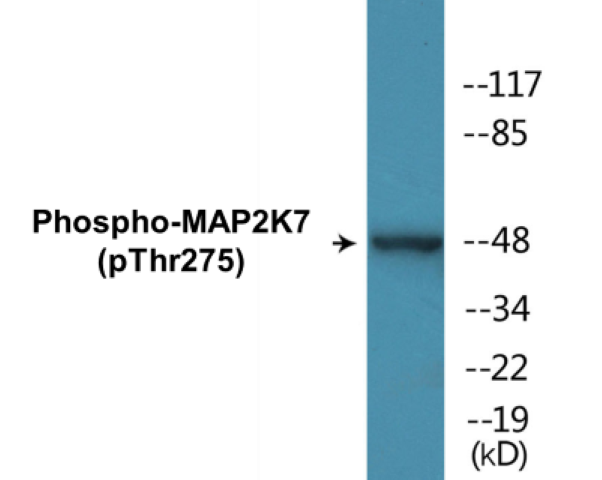 MAP2K7 (phospho Thr275) Cell Based ELISA Kit