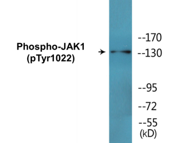 JAK1 (phospho Tyr1022) Cell Based ELISA Kit