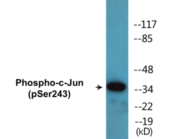c-Jun (phospho Ser243) Cell Based ELISA Kit