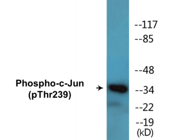 c-Jun (phospho Thr239) Cell Based ELISA Kit