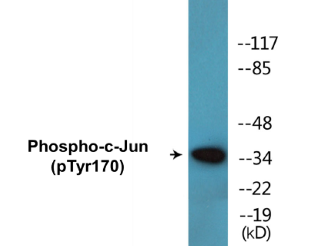 c-Jun (phospho Tyr170) Cell Based ELISA Kit