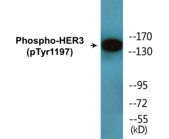 HER3 (phospho Tyr1197) Cell Based ELISA Kit