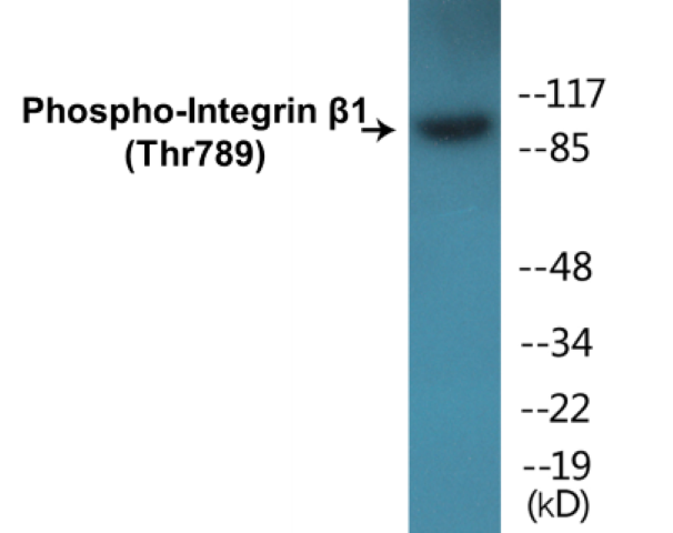 Integrin beta 1 (phospho Thr789) Cell Based ELISA Kit