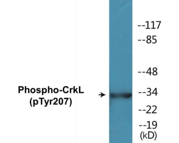 CrkL (phospho Tyr207) Cell Based ELISA Kit