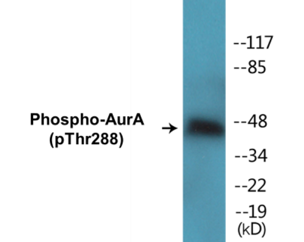 AurA (phospho Thr288) Cell Based ELISA Kit