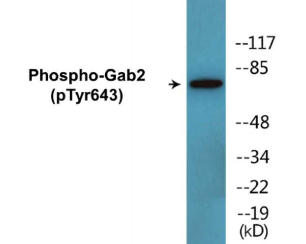 Gab2 (phospho Tyr643) Cell Based ELISA Kit